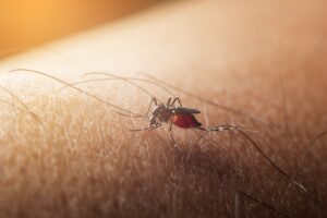 NYC on Alert: West Nile Virus Detected in Residents, 2025 Season Begins